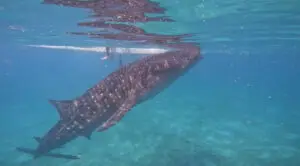 Whale Sharks - Oslob Philippines